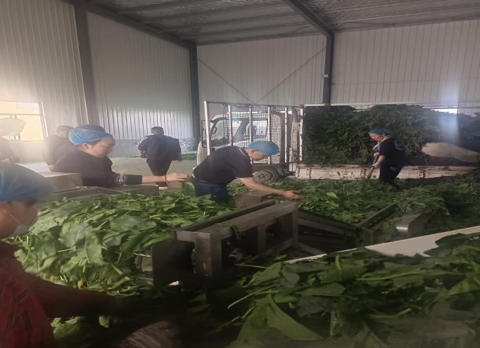 公司領(lǐng)導前往定陶區考察菠菜加工廠(chǎng)及種植基地