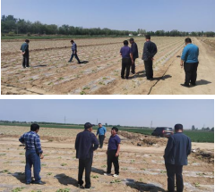 健達分公司為滿(mǎn)足訂單首次進(jìn)行茭瓜種植