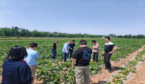 韓國客戶(hù)代表團到訪(fǎng)我司實(shí)地考察茭瓜種植基地