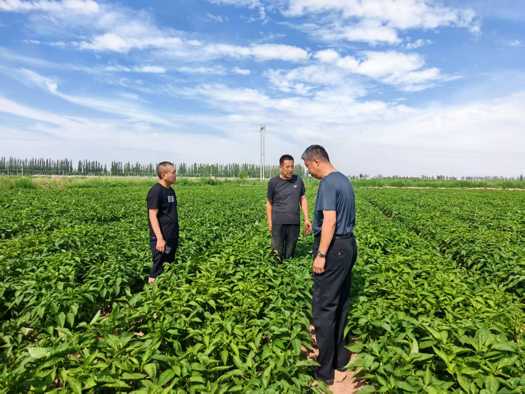 健達公司團隊對菜椒種植基地展開(kāi)實(shí)地考察